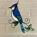 Blue Jay-9