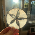 Sand Dollar-1