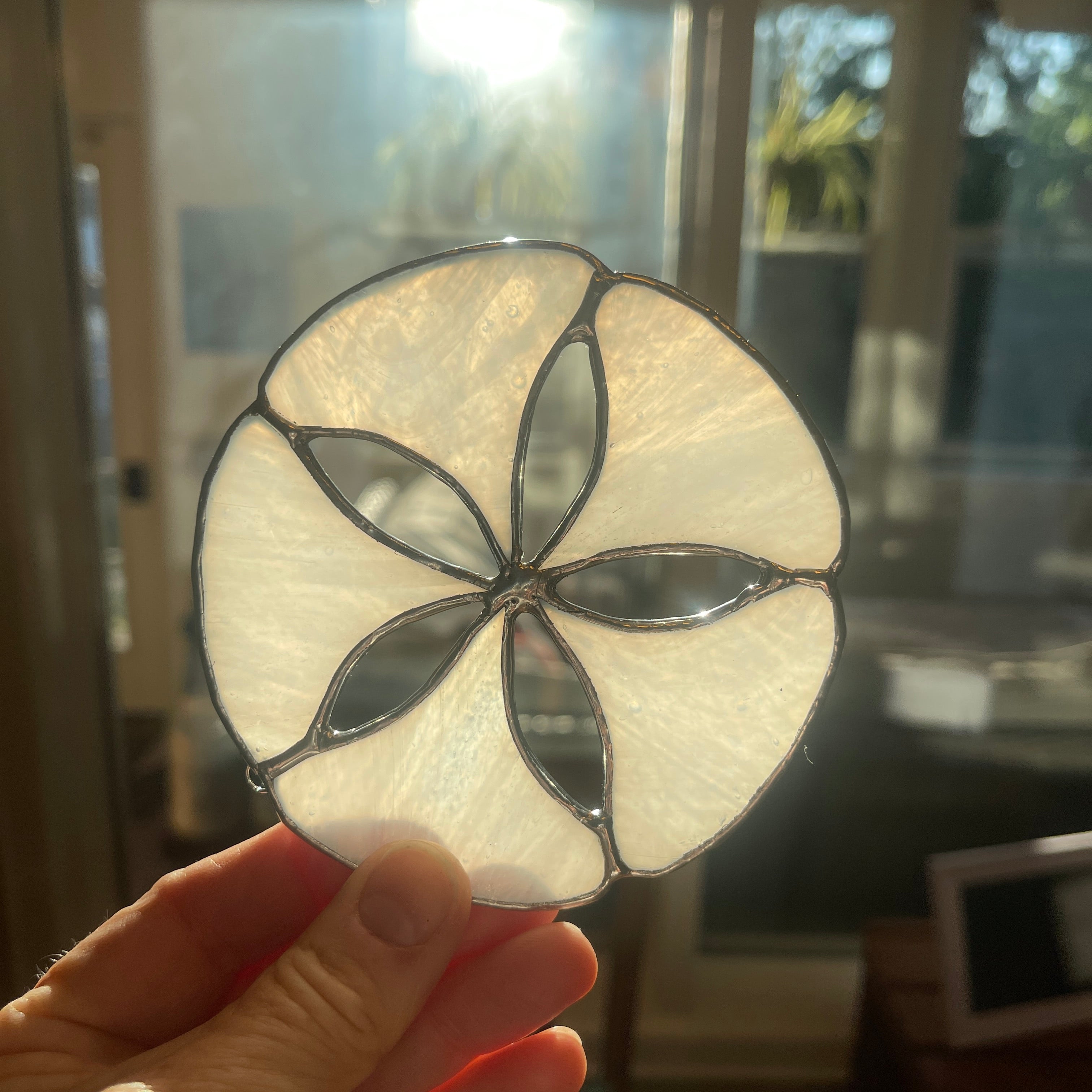Sand Dollar-1