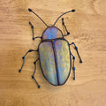 Dogbane Beetle-2