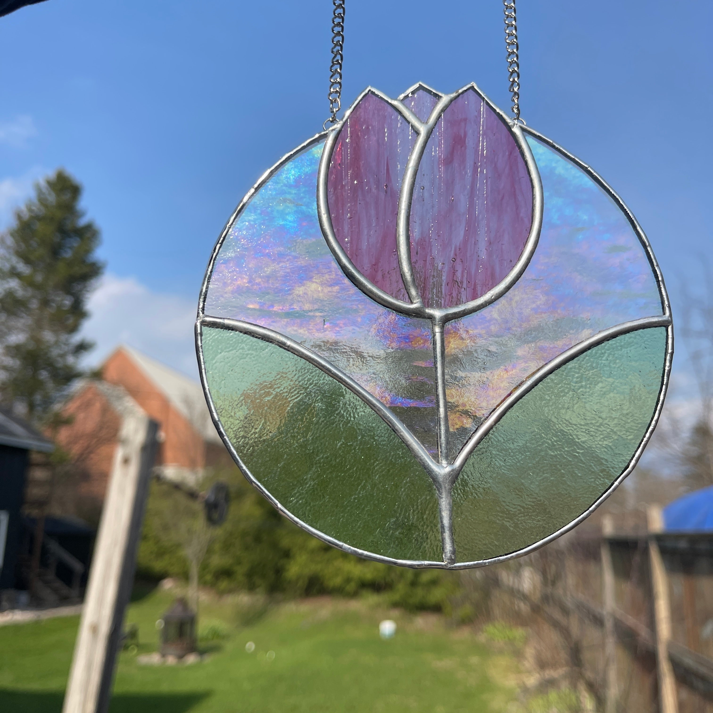 Tulip-11
