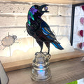 Crow-4