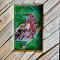 House Finch