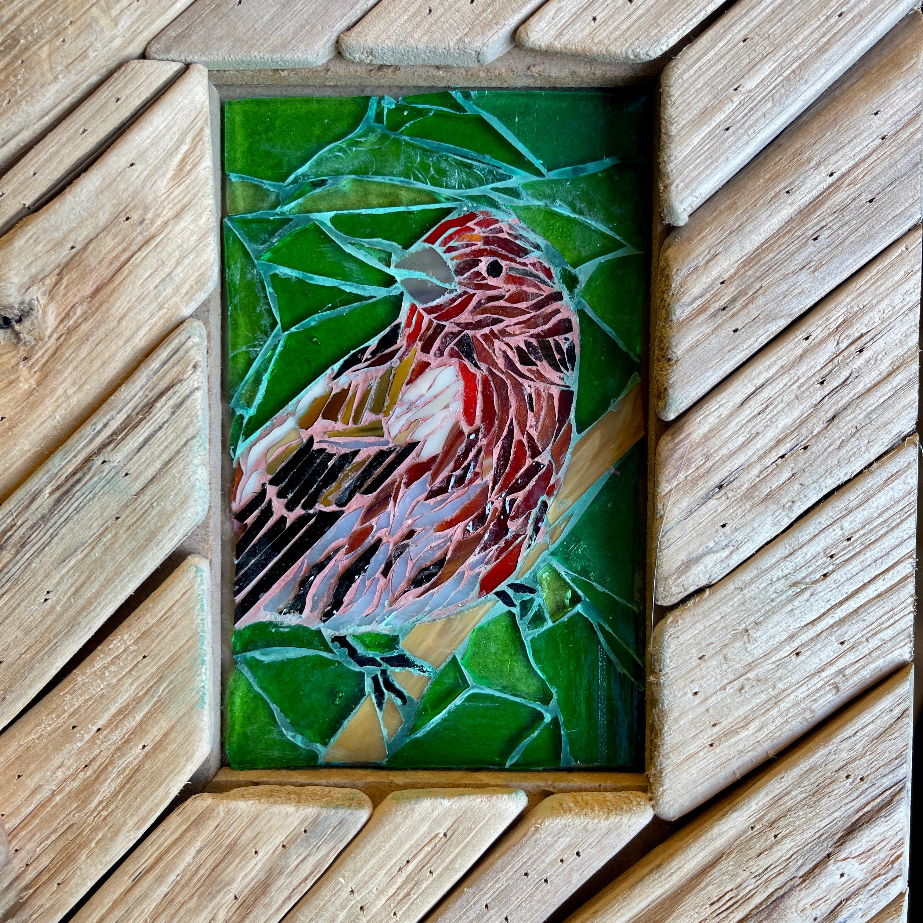 House Finch