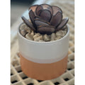 Succulent-2