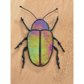 Dog Bane Beetle
