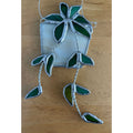 Hanging Plant-2