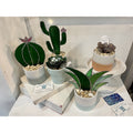 Succulents-1,3,4,2