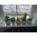 Succulents-6,5,2,7,8