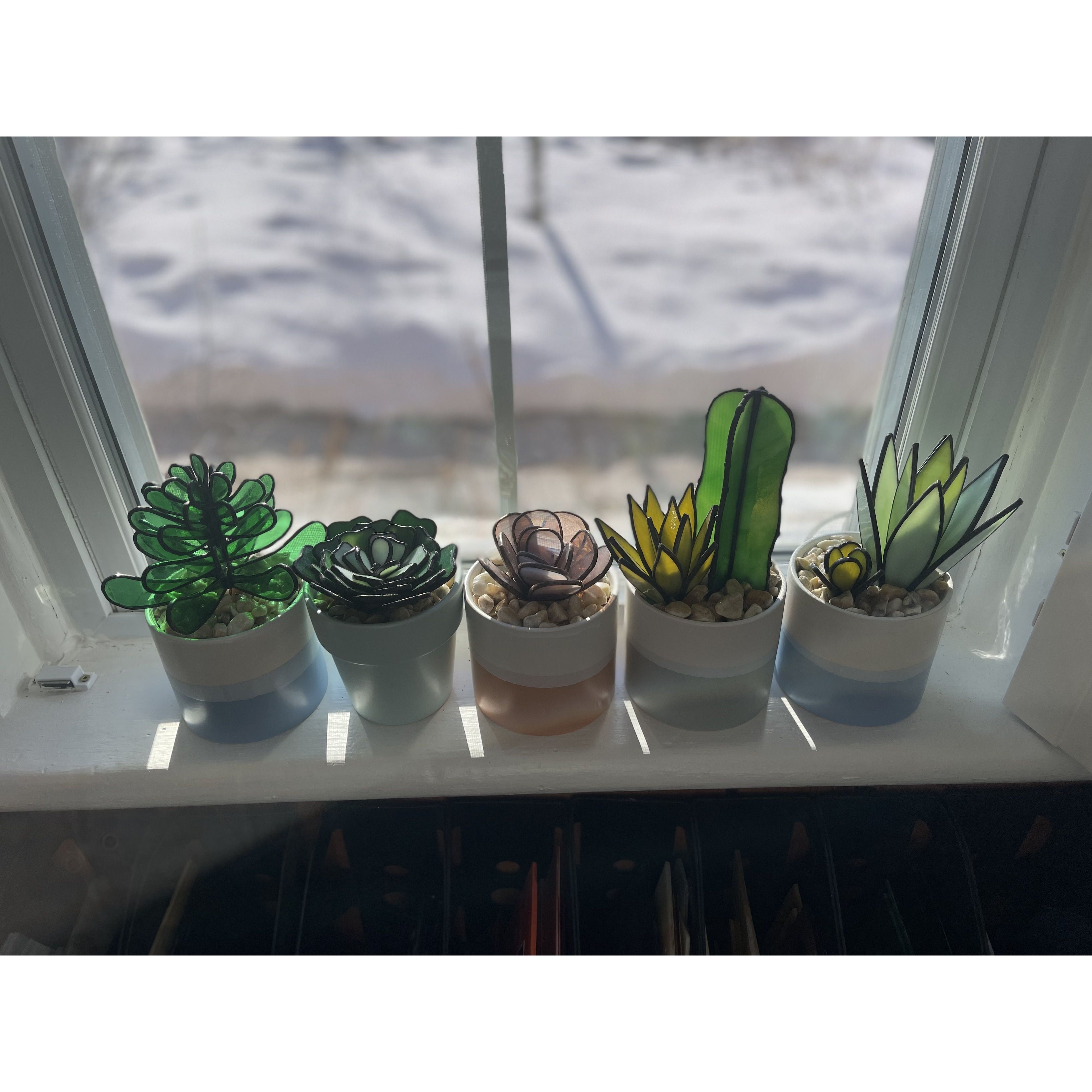 Succulents-6,5,2,7,8